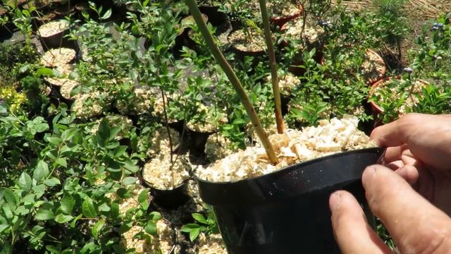 Это Важно Знать! Всё О Голубике! Выбор Саженцев! смотреть онлайн