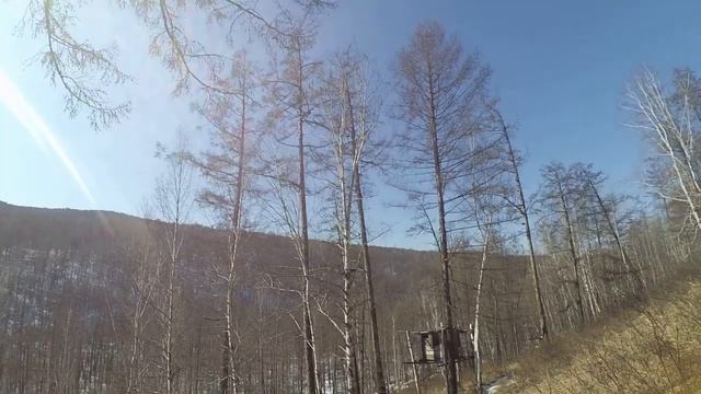 солонец на изюбря смотреть онлайн