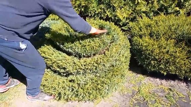 Топиарная стрижка можжевельника