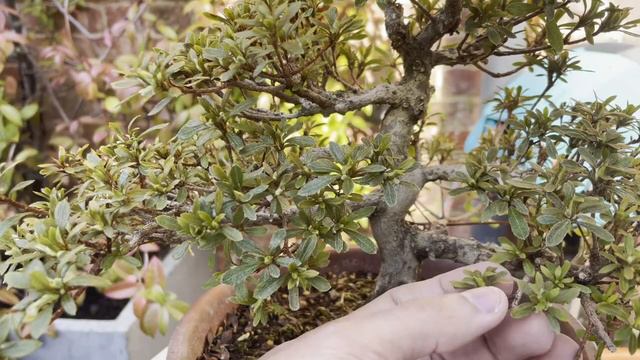 Azalea Bonsai| Focus on Flowering New Shots Growing beside of Flower Buds, Before And on Spring. смотреть онлайн
