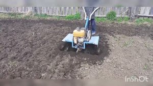 24 мая 2021 г. Вспашка и посадка картофеля мотблок Нева МБ2
