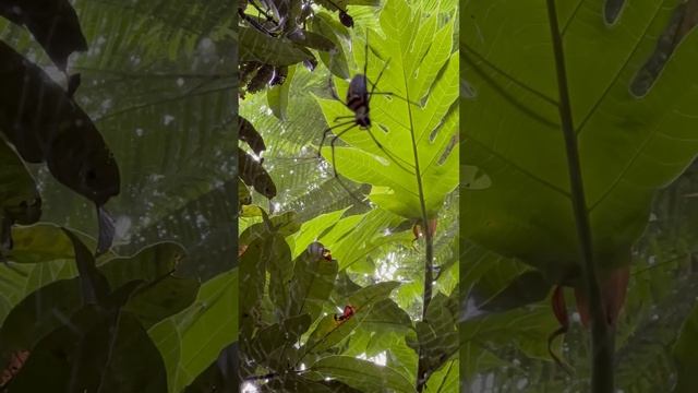 Large 'Giant golden orbweaver' - Nephila pilipes