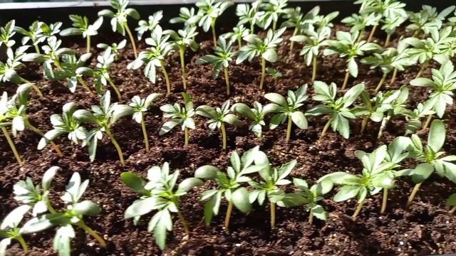 Обзор рассады цветов. 03.03.2021 смотреть онлайн