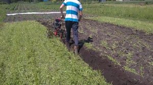 Запахиваем горчицу мотоблоком