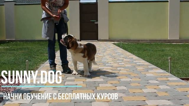 ТОП правил здоровой собаки. Перестаньте лечить собаку, а  сделайте ее здоровой!