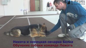 Никита и немецкая овчарка Белка. Индивидуальное занятие по дрессировке (начальное послушание).