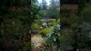 Полив. Как сделать полив на даче своими руками.