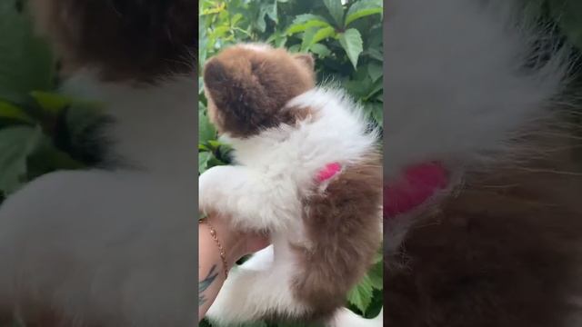 Самый нежный и ласковый щенок! #питомниксобак #щенки #помчи #собака смотреть онлайн