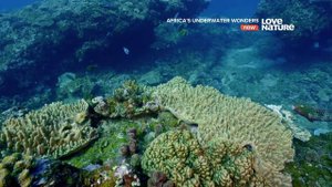 Африканские подводные чудеса 1 серия Царство дюн