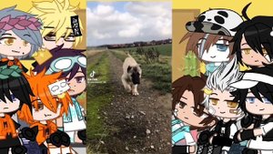 // Haikyuu! react to M!Y/N pets //??* part 2 *