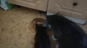Вкусняшка для котика Мейн-куна. Котик Бося кушает блины Yummy for a cat. Bosia the cat eats pancake