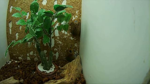 домашние насекомые  Костариканский таракан  все виды тараканов