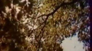 Особенности строение растительной клетки