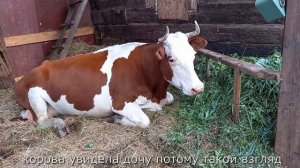 Как доится корова без отела. Моя корова июнь 2022. Количество молока у коровы без отела2-й год дойк