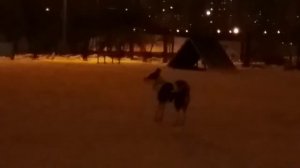 Звуки вампира