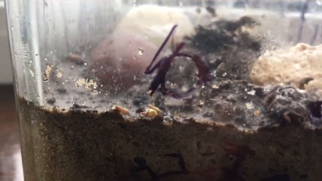 Результат Эко-Эксперимента "Круговорот воды в природе" смотреть онлайн