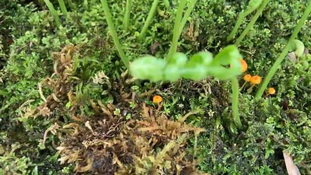 Ещё одна стадия круглогодичного содержания видовых поллиподиумов на открытом балконе. 30.05.2022 смотреть онлайн