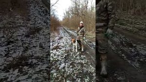 Фагот русская пегая гончая( полевые испытание КЧР)