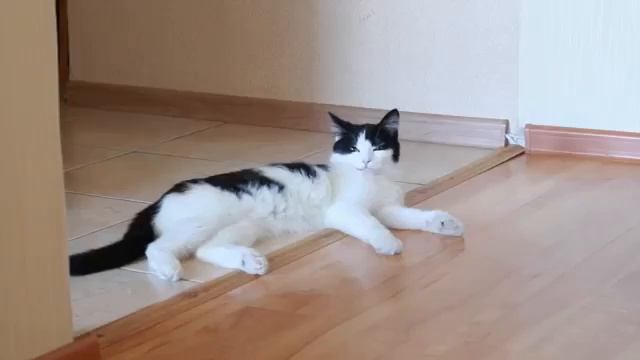 ОДИН ДЕНЬ ИЗ ЖИЗНИ КОТА!