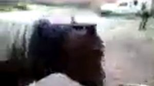 Лошадь и осел