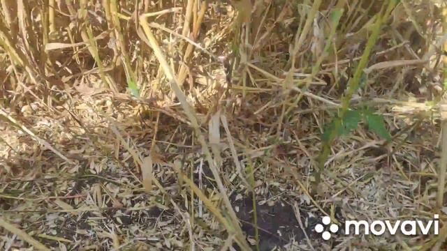 Уборка зерновых 2021, кум купил бычка, смотреть до конца 😁 смотреть онлайн