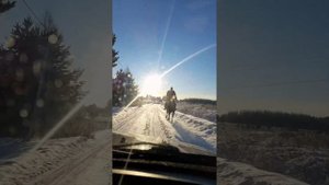 Русская рысистая кобыла. Купил себе быструю лошадь, после тяжика первый видос снял