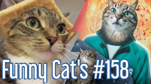 Смешные коты #158