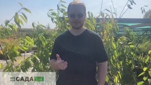 Вишня Маяк описание и характеристика сорта