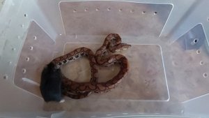 Радужный удав,кормление rainbow boa eating