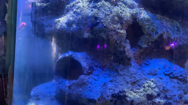 Национальный центр морской жизни 35 смотреть онлайн