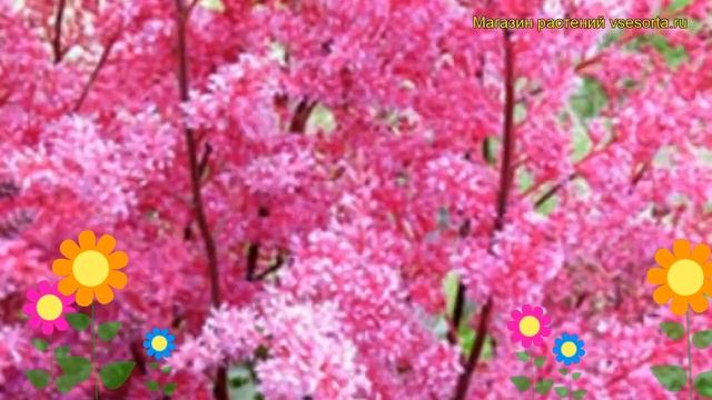 Астильба простая Афродита. Краткий обзор, описание характеристик, где купить рассада смотреть онлайн
