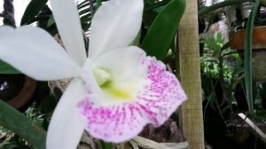 Harum ! Duo Anggrek Cantik dan Wangi - BC Hawaii Star Hsinying & Dendrobium macrophyllum