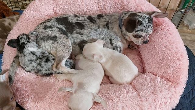 милота милейшая питомник чихуахуа Кастропуло Крым смотреть онлайн