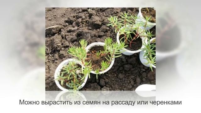ТОП-10 лучших неприхотливых ОДНОЛЕТНИКОВ для балкона, которые будут цвести все лето