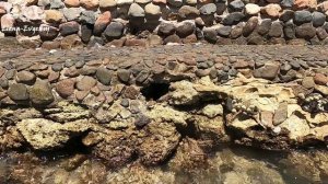 Крабы, Мидии, Ракушки на Пляже отеля Sun&Sea Hotel and Aqua Park/Hurghada, Egypt/Красное  море