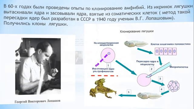 Урок биологии 11 класс ЕМН Способы клонирования организмов