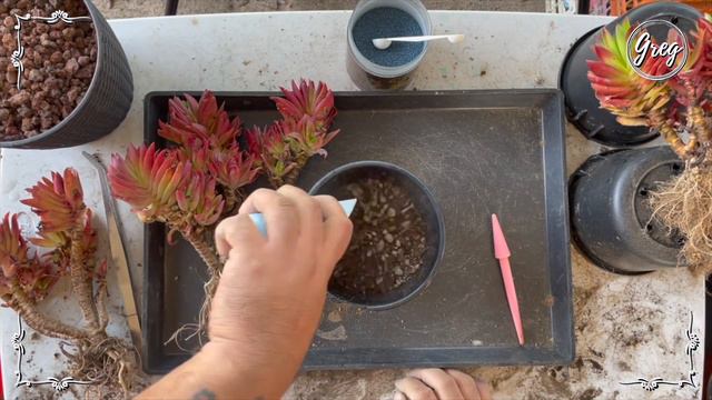 069 | Campfire, Red Pagoda (Crassula Capitella) | Repotting