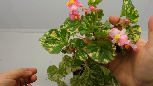 Бегония вечноцветущая вариегатная из коллекции Голубевой Татьяны смотреть онлайн