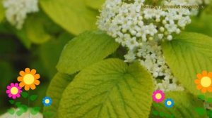 Калина гордовина Ауреум. Краткий обзор, описание характеристик viburnum lantana Aureum