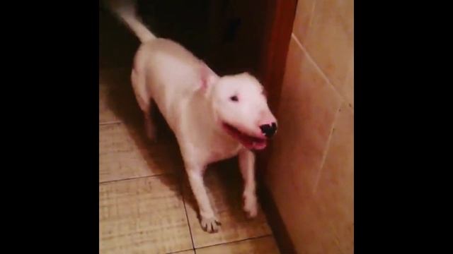 Когда хозяин зовёт гулять. смотреть онлайн