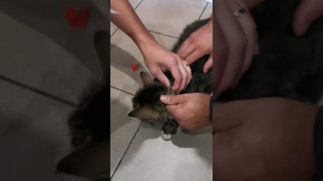 Укол инсулина коту смотреть онлайн