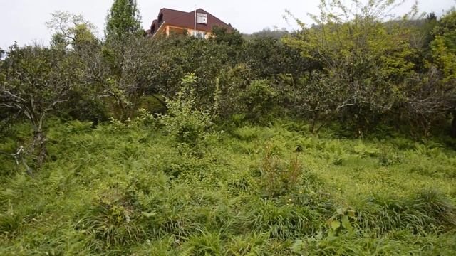 УЧАСТКИ В ГОНИО | ПЕРЕЕЗД В ГРУЗИЮ | НЕДВИЖИМОСТЬ В ГРУЗИИ | ЗЕМЛЯ В ГРУЗИИ #Батуми #Грузия