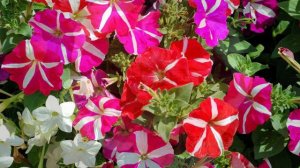 Amazing and Most Beautiful Petunia Flowerbeds