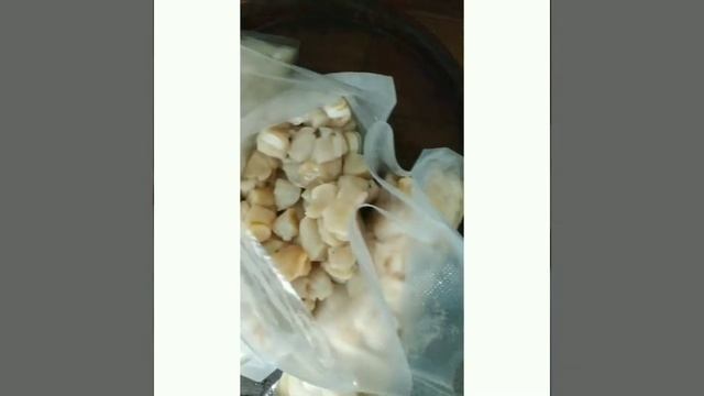 как найти морского гребешка г.Владивосток о.Русский смотреть онлайн