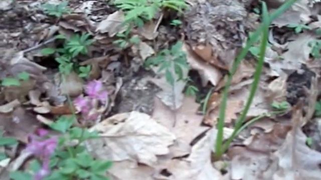 Стихи про лес. смотреть онлайн