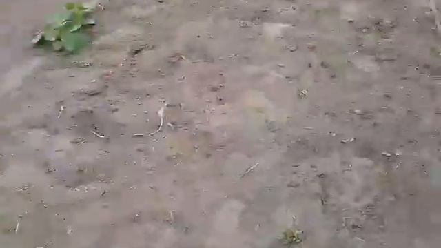 Огород, малина, клубника, капельный полив. смотреть онлайн