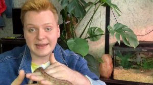 Плюсы и минусы содержания маисового полоза.Маисовый полоз за и против.