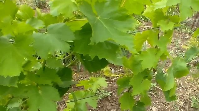 Часть 2 Виноград Итоги цветения и опыления смотреть онлайн