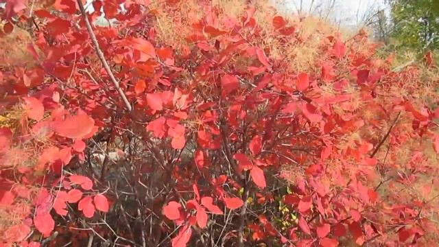 Скумпия в лесопитомнике ВНИАЛМИ. Камышин смотреть онлайн