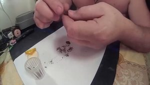 Как собрать семена клубники самому. Земляника садовая